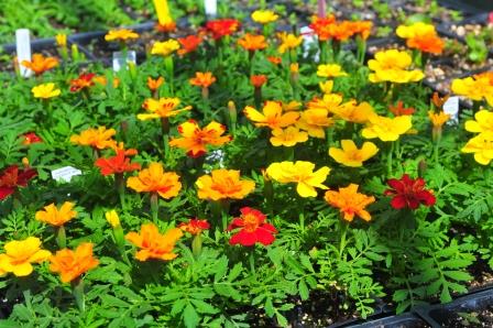 Assorted colors of marigolds