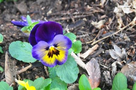 Pansy flower and foliage