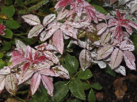 Rose foliage with dew