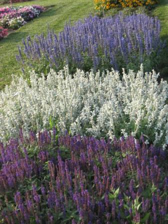 Salvia flowers, mixed colors
