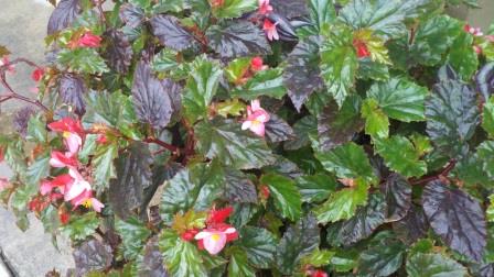 Begonia foliage with flowers