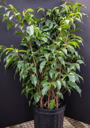 Ficus (weeping fig)