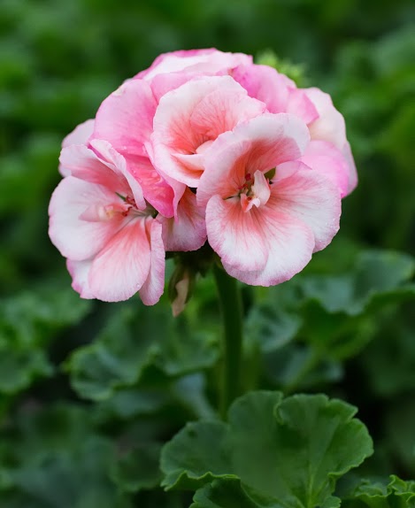 Pink zonal geranium flower