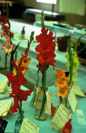 Assorted colors of gladioli