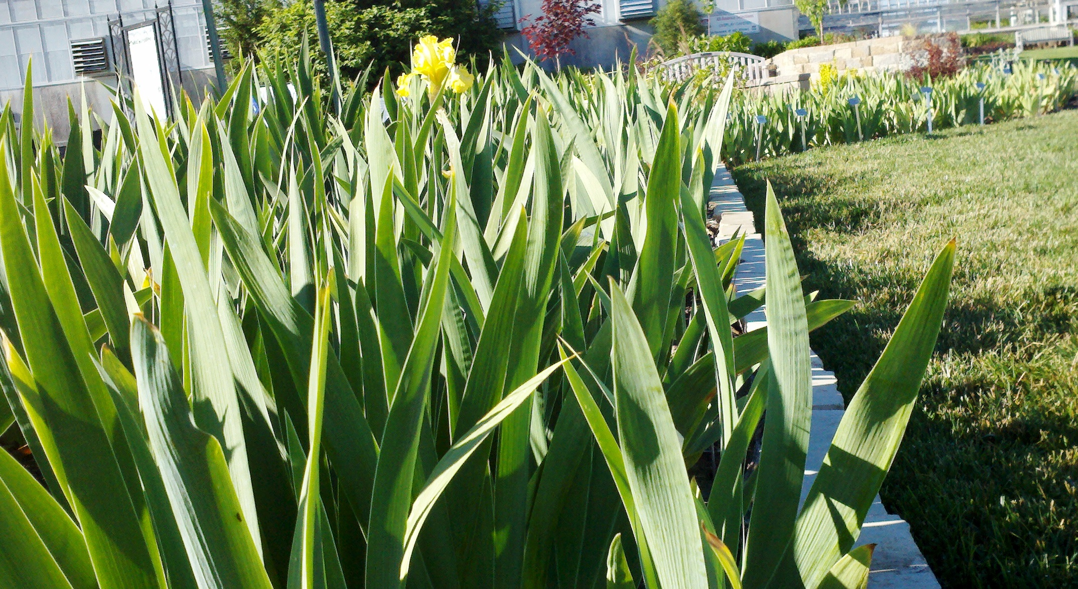 Iris foliage