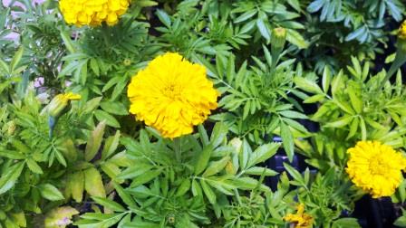 Marigold foliage