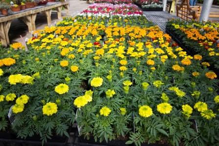 Marigold plants 