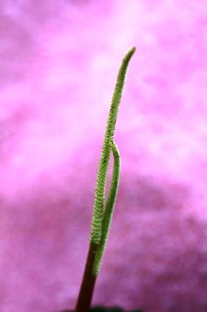 Peperomia flower stalks