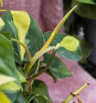 Philodendron foliage