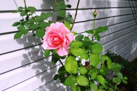 Rose flower and foliage