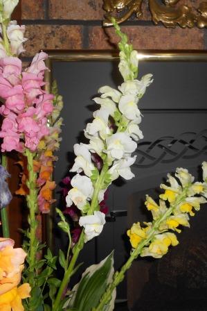 Assorted colors of snapdragons
