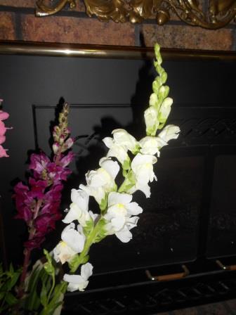 White and burgundy snapdragons