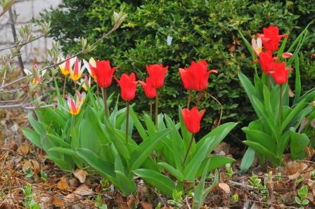 Tulip foliage and flowers