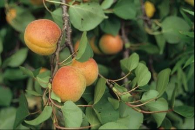 Apricot fruit and foliage