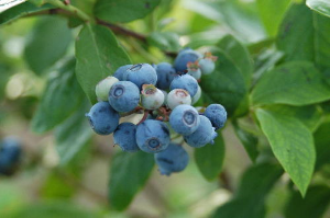 Blueberry fruit and foliage
