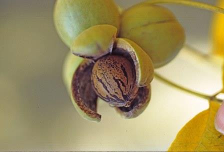 pecan husk opening to expose nut