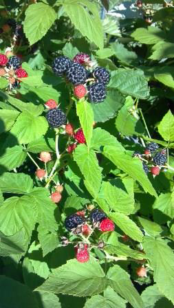Black raspberry foliage and fruits