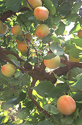 Apricot fruit and foliage
