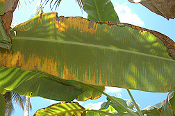 bananafoliage