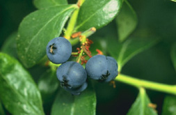 Blueberry fruits and foliage
