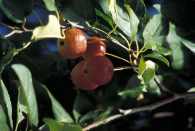 crabapple fruit and foliage