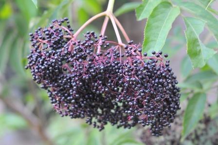 elderberry fruit cluster