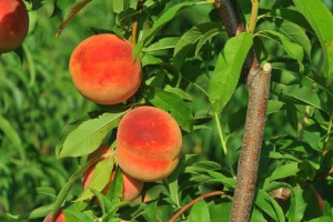 peach foliage and fruit