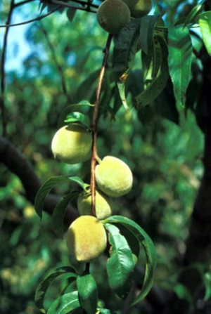 Peach foliage and immature fruit