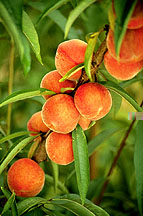 peach fruit and foliage