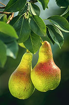 Pear fruit and foliage