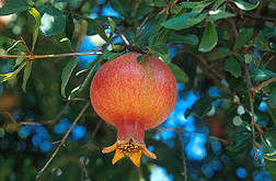 pomegranate foliage and fruit