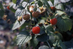 black raspberry foliage and fruits