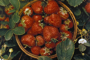 strawberry fruits and foliage