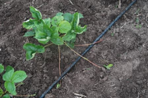 young strawberry plant with runner