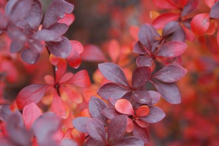 Barberry plant