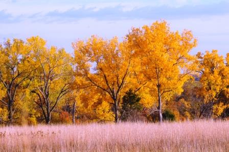 Cottonwood trees, fall color