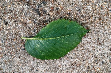 Elm leaf