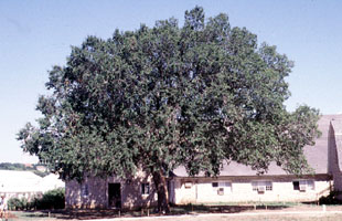 American Elm tree