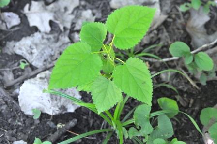 Hackberry seedling