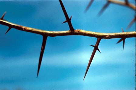Honeylocust thorns
