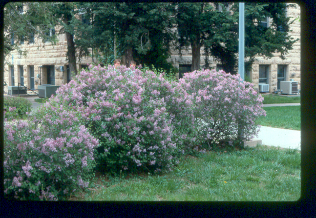 Lilac shrubs