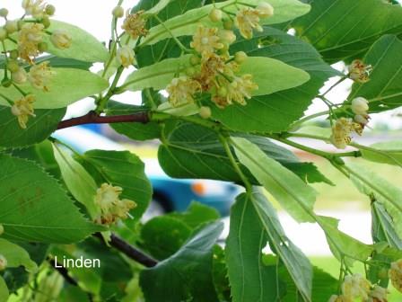 Linden foliage and flowers