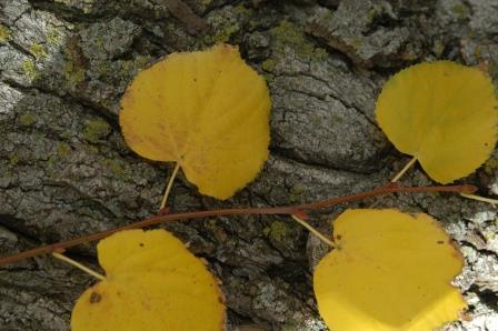 Linden foliage (fall color) 