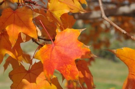 Maple foliage (fall color)