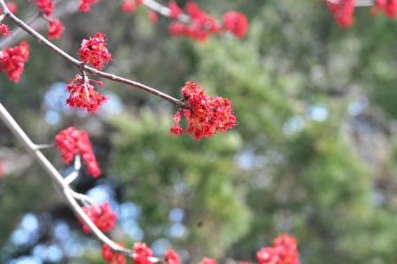 Red Maple flower buds