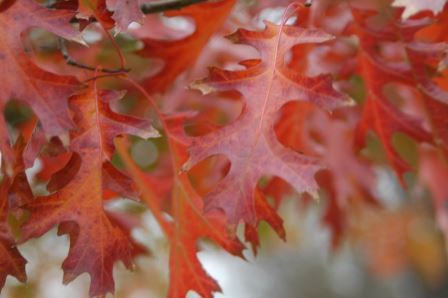 Oak foliage (fall color)