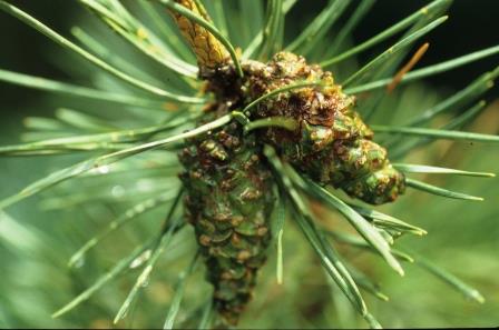 Immature pine cone