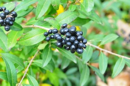 Privet foliage and berries