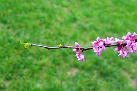 Redbud branch in flower