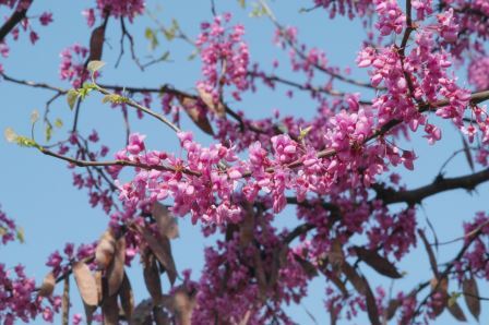 Redbud flowers and seed pods